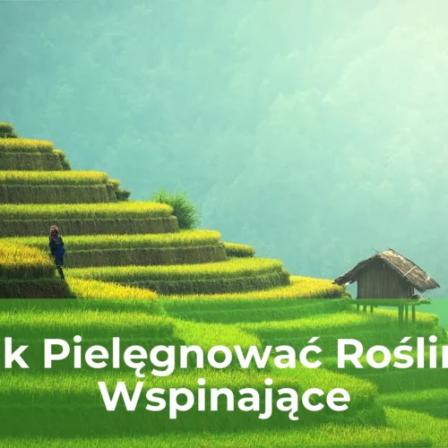 Jak pielęgnować rośliny wspinające