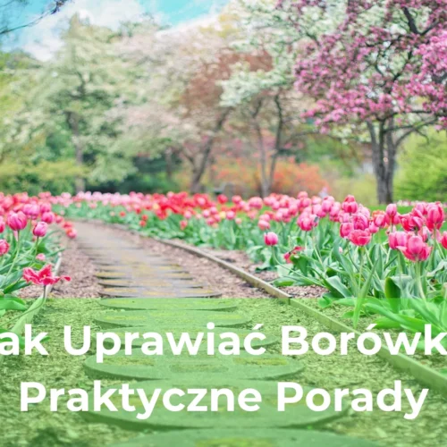 Jak uprawiać borówki praktyczne porady