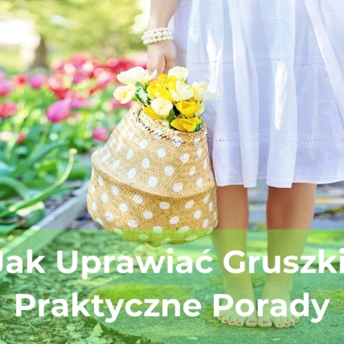 Jak uprawiać gruszki praktyczne porady