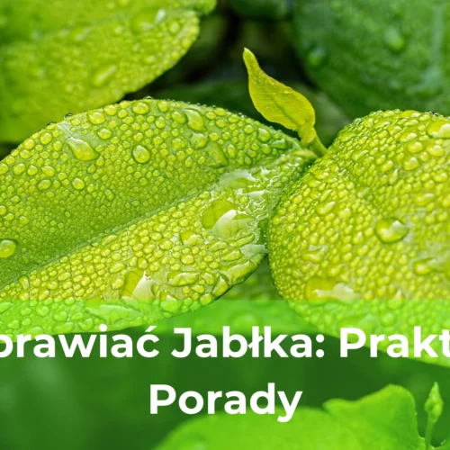 Jak uprawiać jabłka praktyczne porady