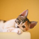 Prevital – idealny partner w zdrowym odżywianiu Twojego kota