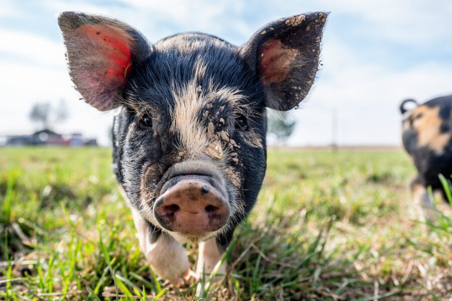 Karmniki dla świń – innowacje w hodowli trzody chlewnej
