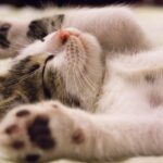 Zdrowie i dieta kocia z PreVital – zbalansowane żywienie dla twojego kota